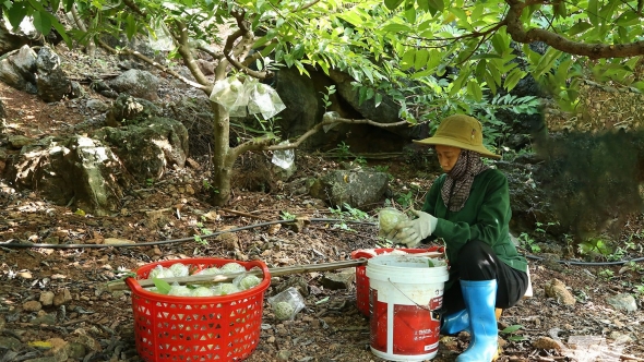 Thái Nguyên: Đánh thức mùa na khác