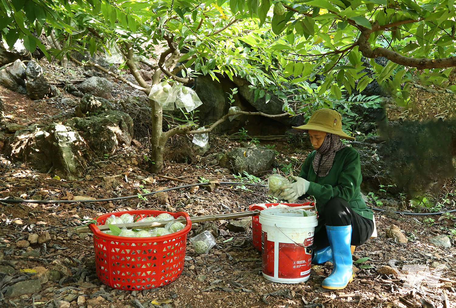 Thái Nguyên: Đánh thức mùa na khác Thái Nguyên: Đánh thức mùa na khác
