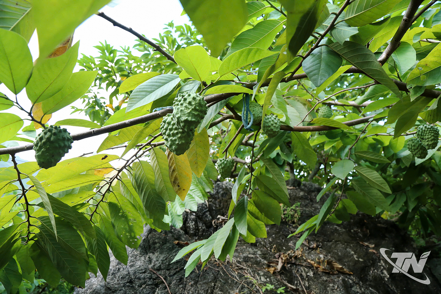 Thái Nguyên: Đánh thức mùa na khác Thái Nguyên: Đánh thức mùa na khác