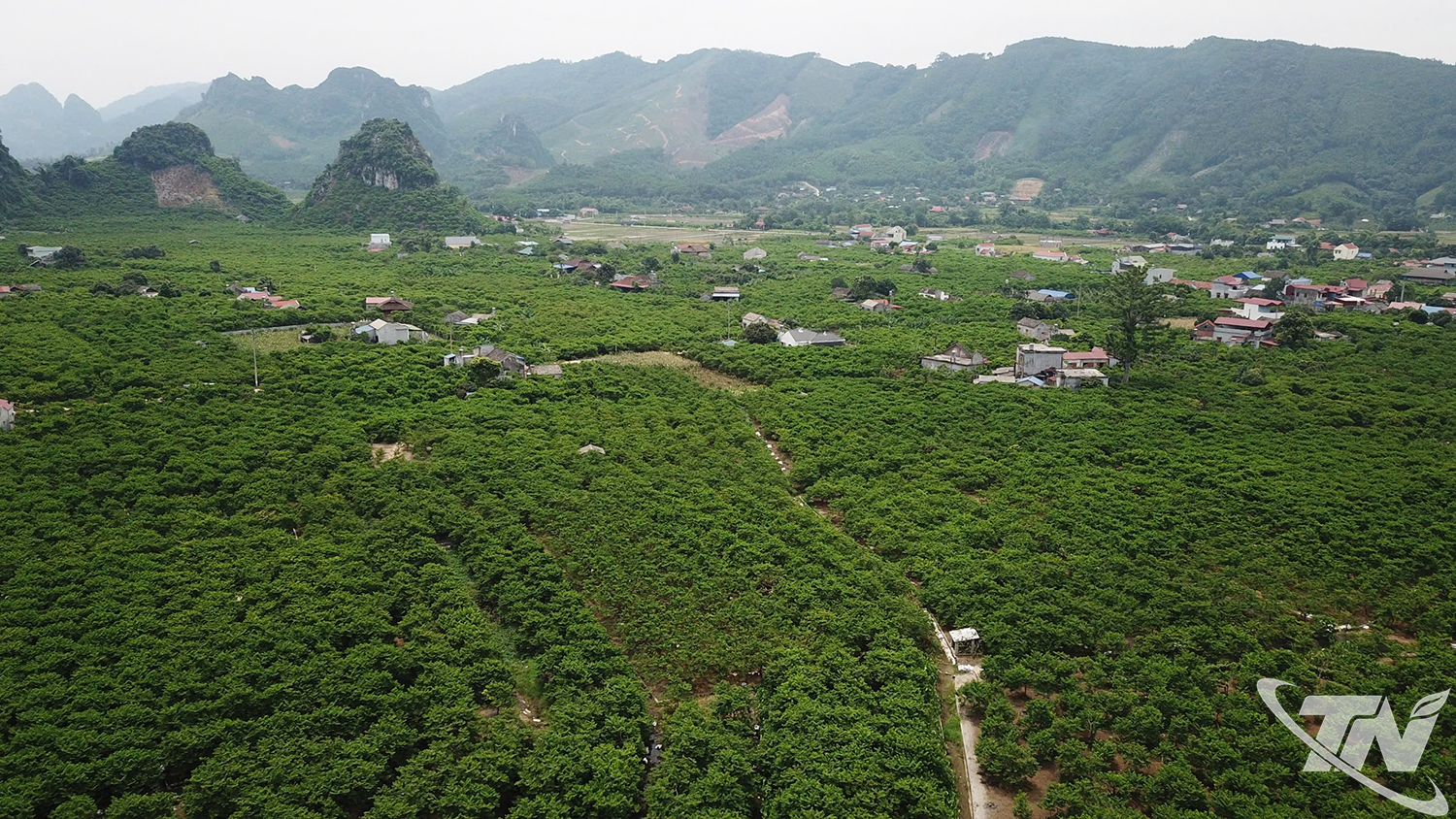 Thái Nguyên: Đánh thức mùa na khác Thái Nguyên: Đánh thức mùa na khác