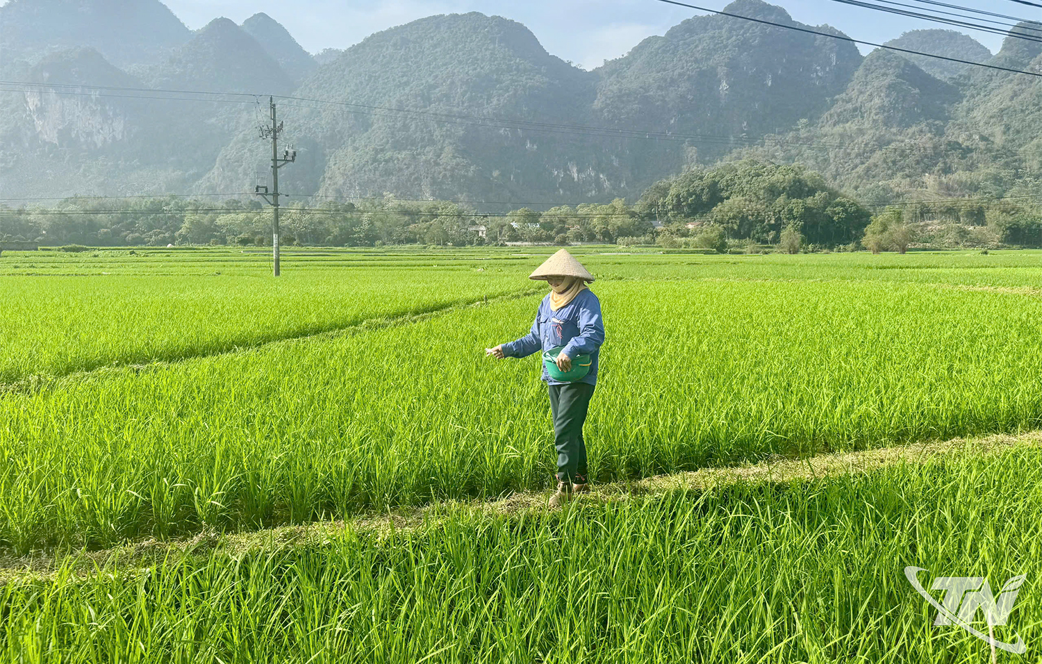 Thái Nguyên: Xanh những cánh đồng lúa mới Thái Nguyên: Xanh những cánh đồng lúa mới