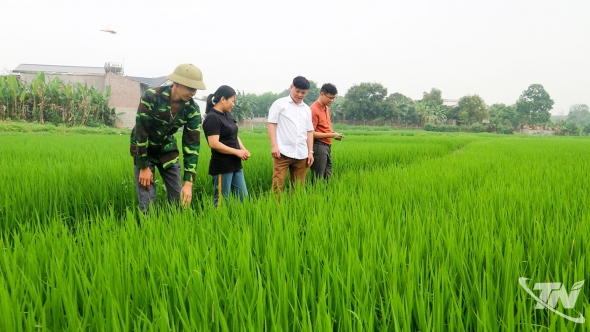 Thái Nguyên: Xanh những cánh đồng lúa mới