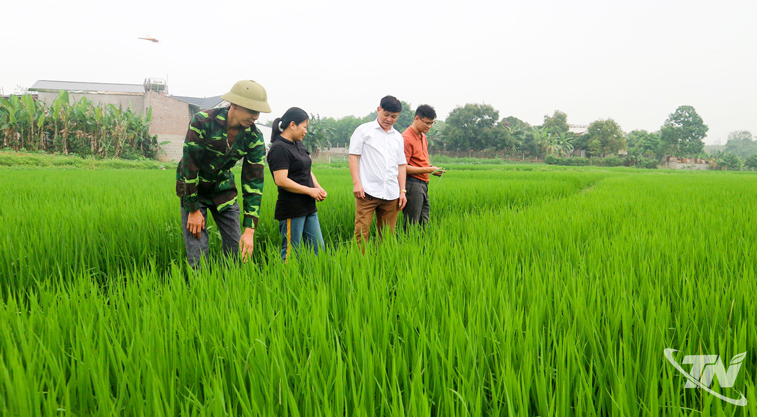 Thái Nguyên: Xanh những cánh đồng lúa mới Thái Nguyên: Xanh những cánh đồng lúa mới