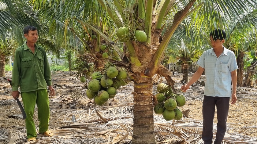 Hiệu quả từ mô hình trồng cây dừa xiêm dứa trên đất Gia Lai ảnh 1