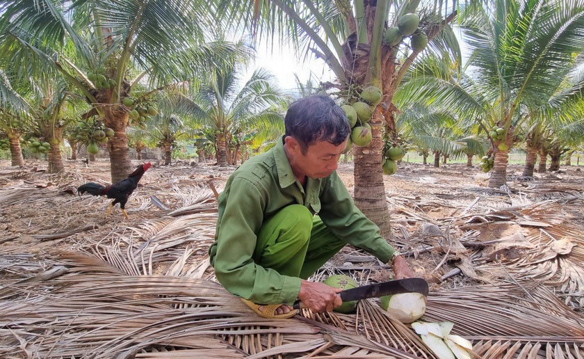 Hiệu quả từ mô hình trồng cây dừa xiêm dứa trên đất Gia Lai ảnh 2