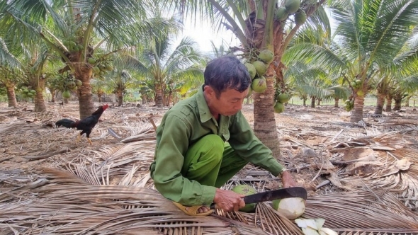 Gia Lai: Hiệu quả từ mô hình trồng cây dừa xiêm dứa trên đất