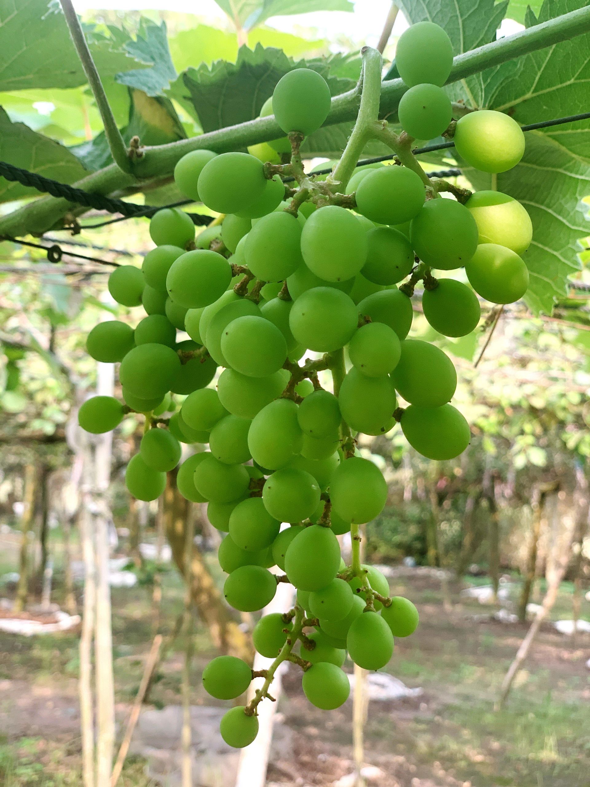 Tây Ninh: Khởi nghiệp thành công với mô hình trồng nho kẹo ghép gốc nho Ninh Thuận