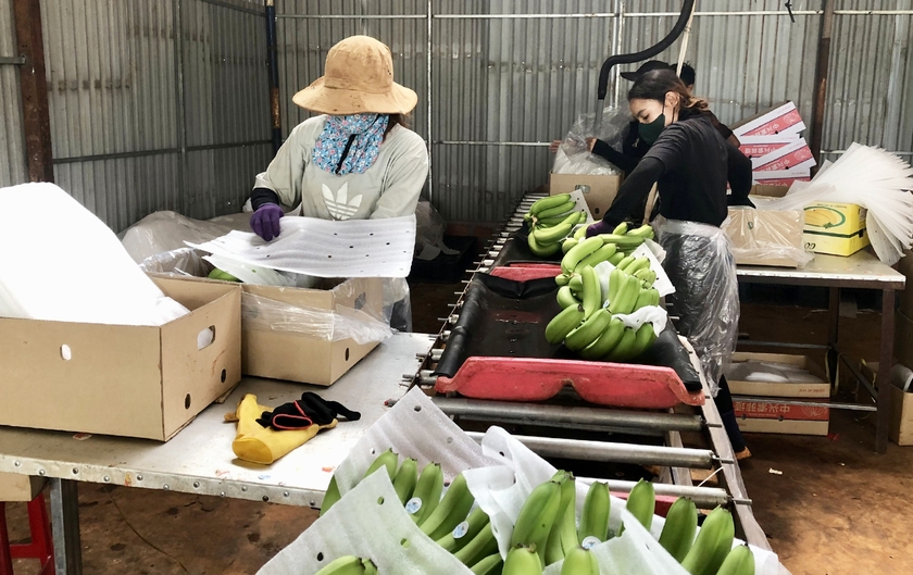 Gia Lai: Đak Đoa xây dựng mã số vùng trồng phục vụ xuất khẩu nông sản Đak Đoa xây dựng mã số vùng trồng phục vụ xuất khẩu nông sản ảnh 2