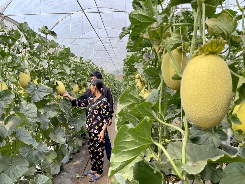 Mô hình trồng dưa trong nhà màng. Ảnh: Vũ Thảo