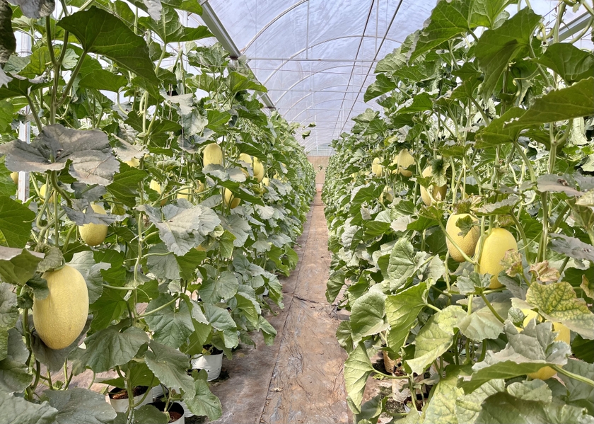 Dưa trồng trong nhà màng sẽ hạn chế được sâu bệnh và tác động của thời tiết bên ngoài. Ảnh: Vũ Thảo