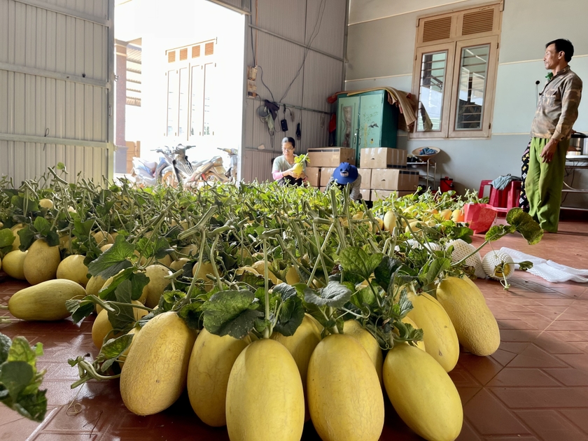 Gia đình ông Nguyễn Đình Thảo thu hoạch dưa lưới huỳnh long. Ảnh: Vũ Thảo