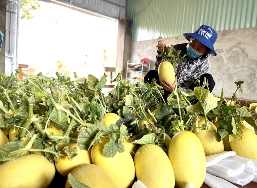 Trồng trong nhà màng chất lượng dưa khá đồng đều. Ảnh: Vũ Thảo