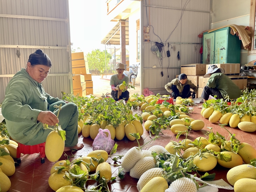 Phân loại dưa trước khi bọc xốp và dán nhãn. Ảnh: Vũ Thảo