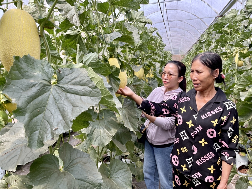 Nhờ áp dụng kỹ thuật tiên tiến nên vườn dưa sinh trưởng và phát triển tốt. Ảnh: Vũ Thảo