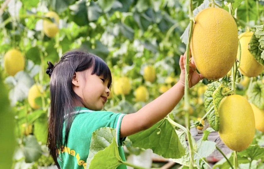 Các bé rất thích thú với trải nghiệm tại vườn dưa lưới. Ảnh: Sami Farm Gia Lai