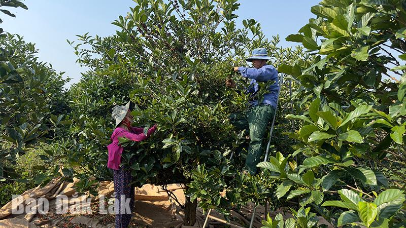 Đắk Lắk: Những kinh nghiệm chăm sóc cà phê sau thu hoạch
