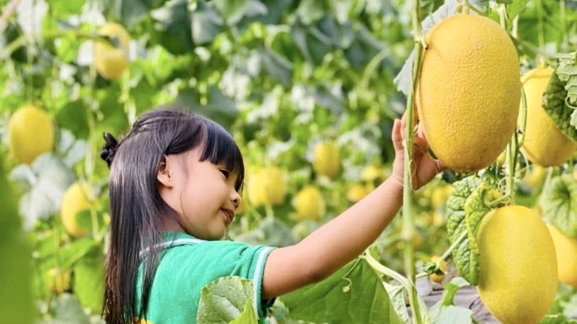 Gia Lai: Sản xuất nông nghiệp sạch kết hợp với tham quan trải nghiệm