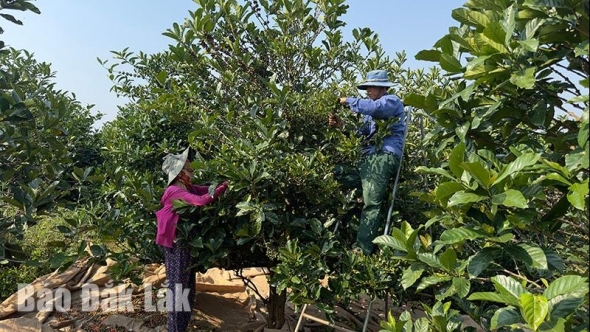 Đắk Lắk: Những kinh nghiệm chăm sóc cà phê sau thu hoạch