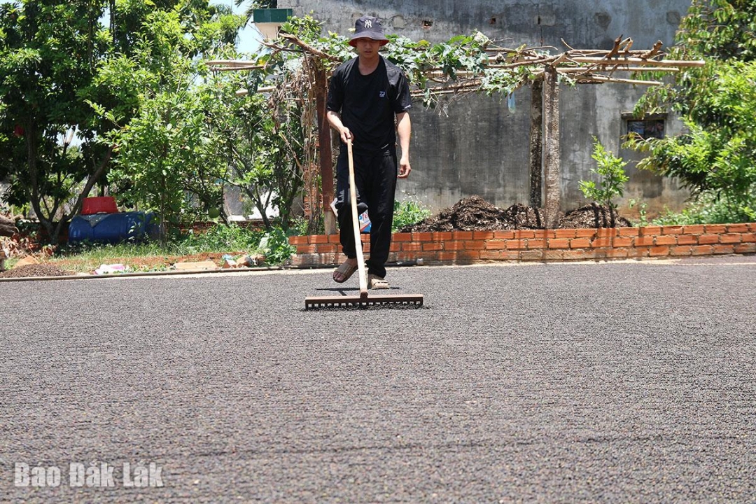 Đắk Lắk: Nông dân Cư Kuin khẩn trương thu hoạch hồ tiêu Đắk Lắk: Nông dân Cư Kuin khẩn trương thu hoạch hồ tiêu