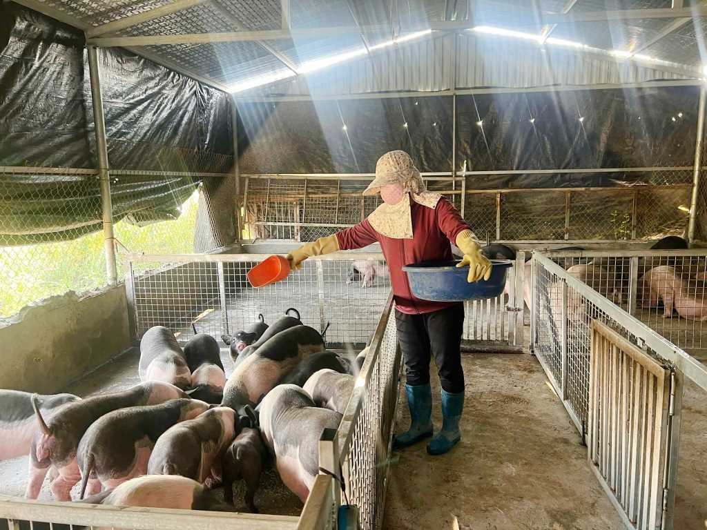 Quảng Ninh: Bảo tồn các loại gen quý phục vụ phát triển nông nghiệp Quảng Ninh: Bảo tồn các loại gen quý phục vụ phát triển nông nghiệp