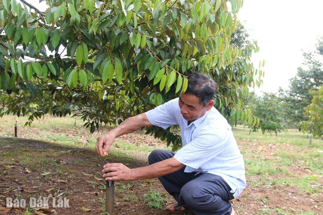 Đắk Lắk: Tưới tiết kiệm - giải pháp thúc đẩy canh tác bền vững Đắk Lắk: Tưới tiết kiệm - giải pháp thúc đẩy canh tác bền vững