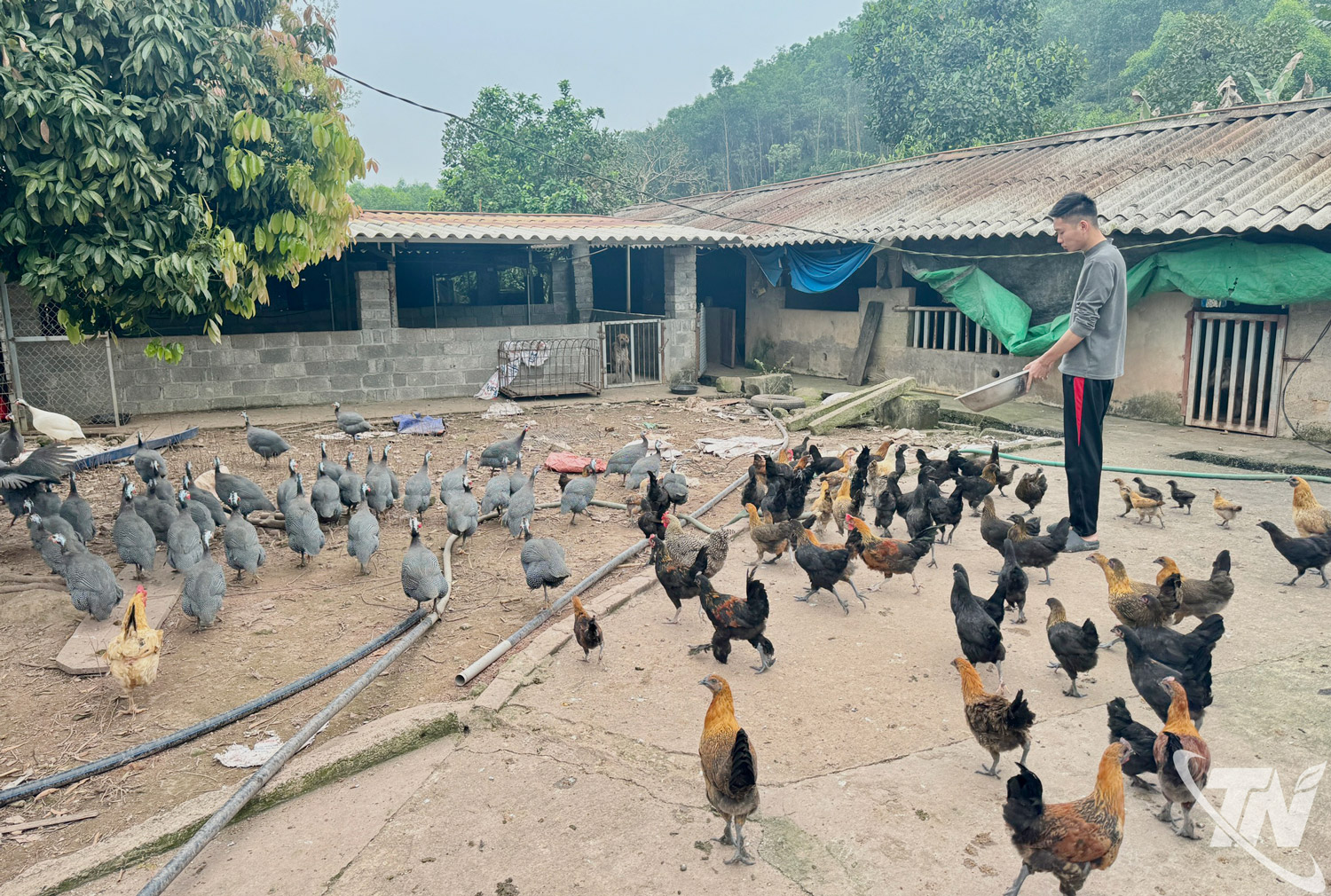 Đa dạng hóa đàn vật nuôi để làm giàu