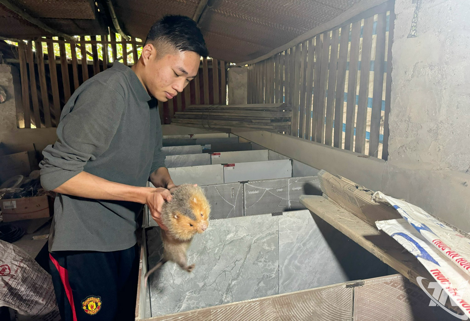 Thái Nguyên: Đa dạng hóa đàn vật nuôi để làm giàu