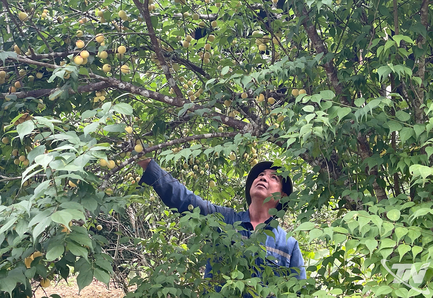 Thái Nguyên: Cây mơ vàng hồi sinh trên đất khó