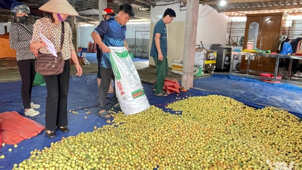 Thái Nguyên: Cây mơ vàng hồi sinh trên đất khó