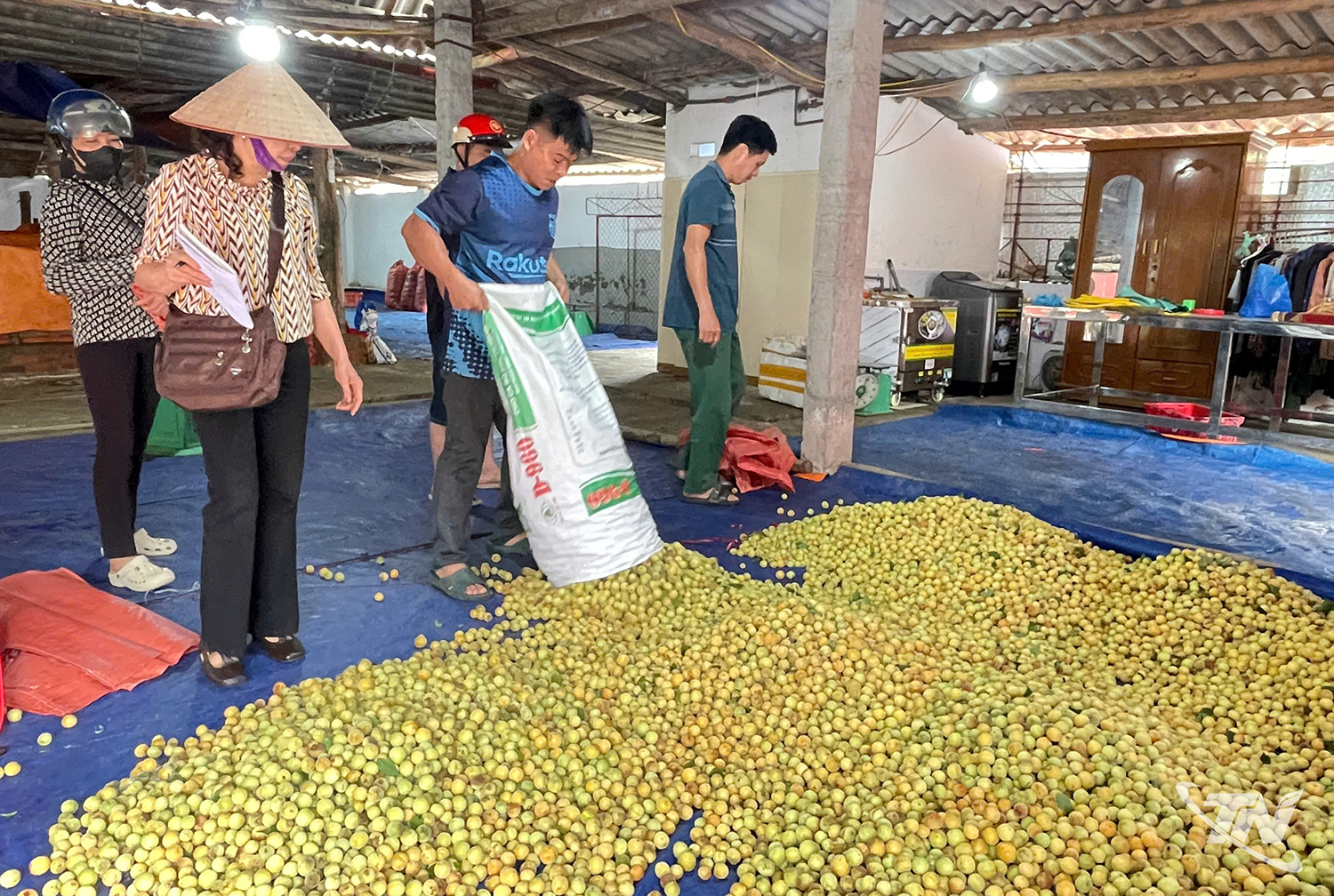 Thái Nguyên: Cây mơ vàng hồi sinh trên đất khó