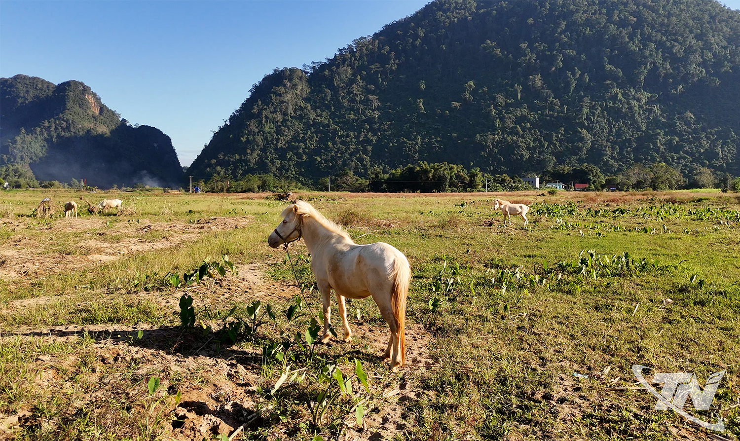 Thái Nguyên: Nghề "cọc" ngựa ở vùng cao Thái Nguyên: Nghề "cọc" ngựa ở vùng cao