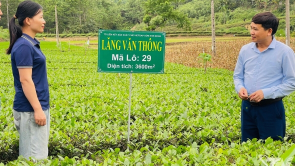 Thái Nguyên: Xây dựng thương hiệu chè ở Văn Lăng
