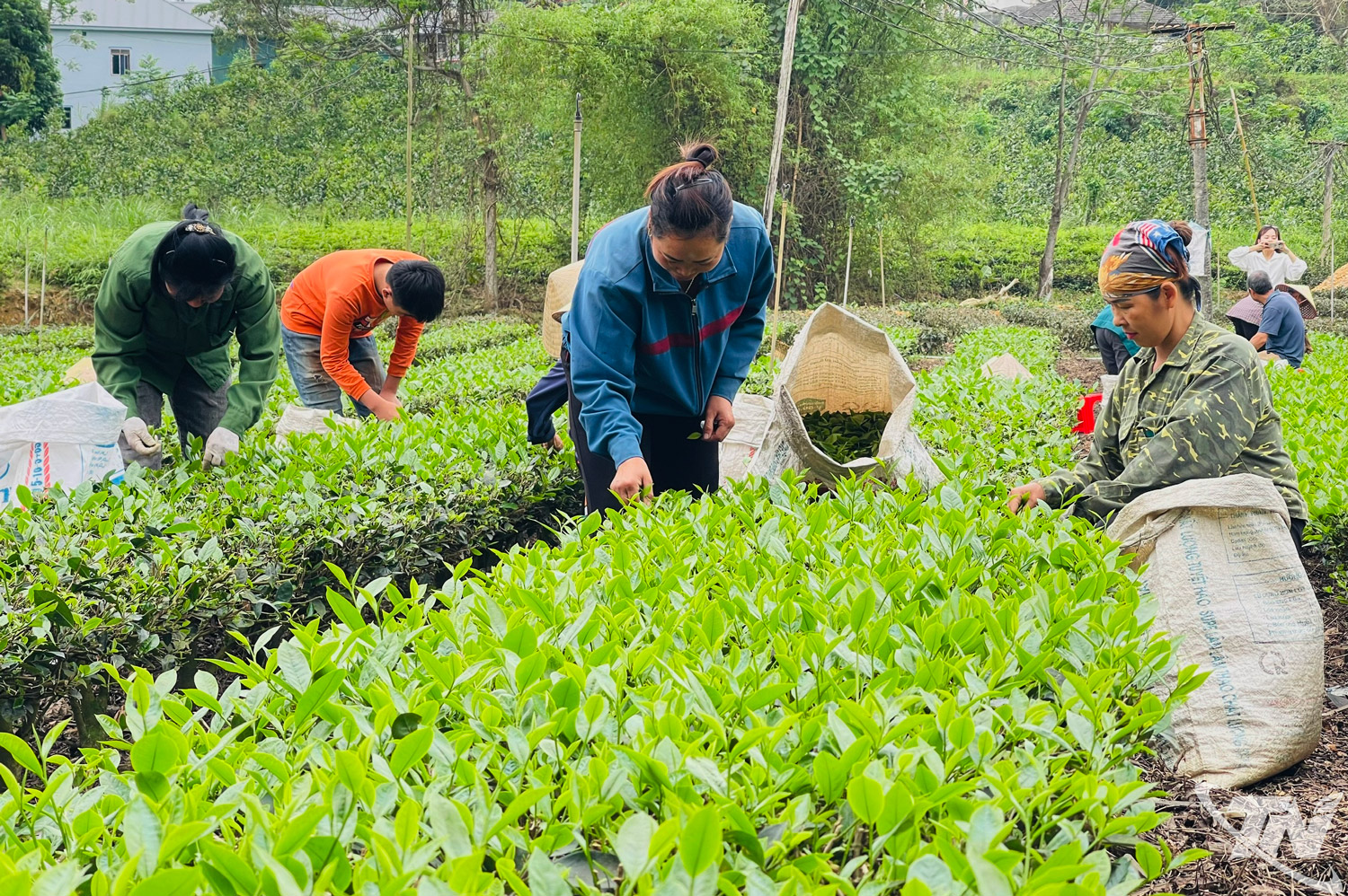 Thái Nguyên: Xây dựng thương hiệu chè ở Văn Lăng
