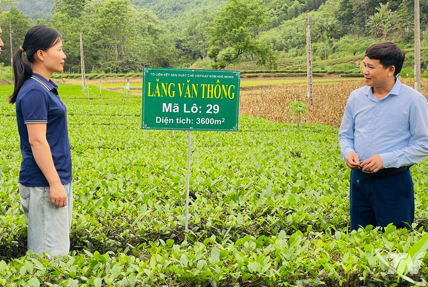 Thái Nguyên: Xây dựng thương hiệu chè ở Văn Lăng