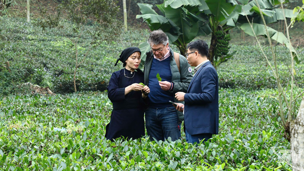 Thái Nguyên: Lắng nghe đất thở trên nương trà La Giang