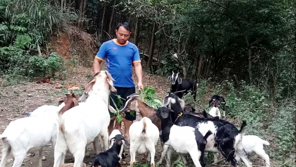 Thái Nguyên: Nuôi dê tạo sinh kế cho người dân Mỏ Chì
