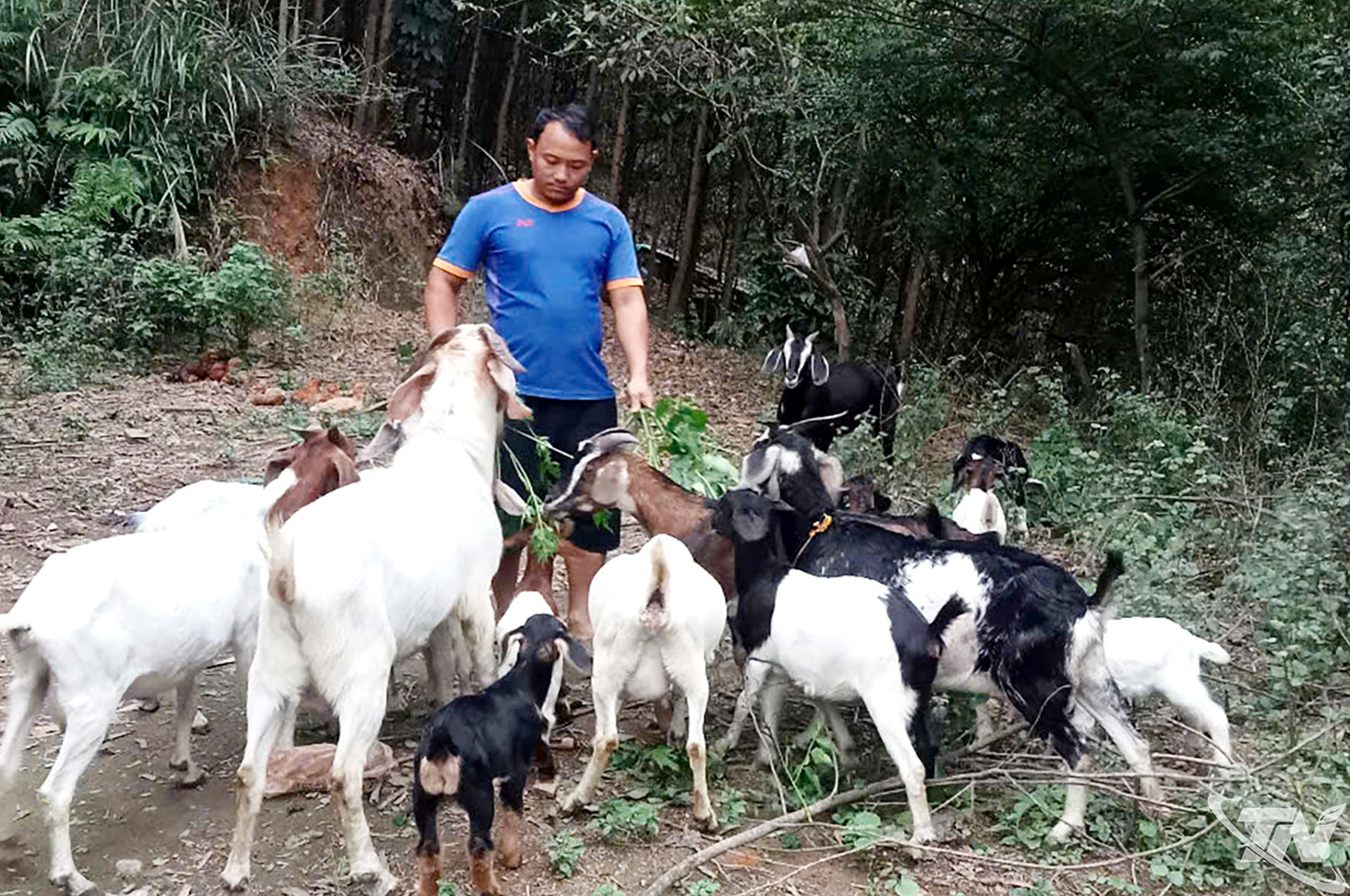 Thái Nguyên: Nuôi dê tạo sinh kế cho người dân Mỏ Chì