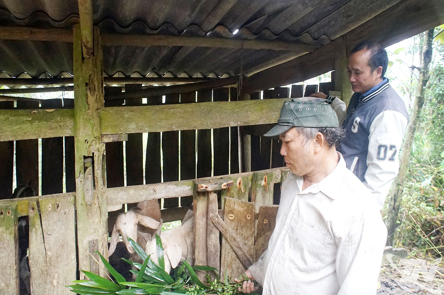 Thái Nguyên: Nuôi dê tạo sinh kế cho người dân Mỏ Chì
