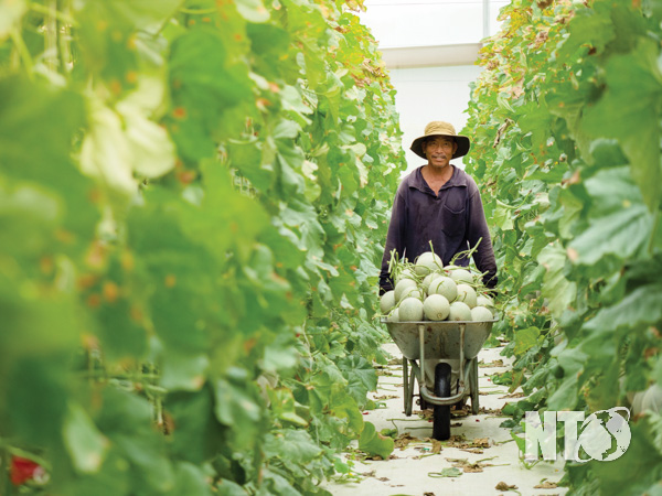 Ninh Thuận: Ninh Sơn phát triển nông nghiệp công nghệ cao