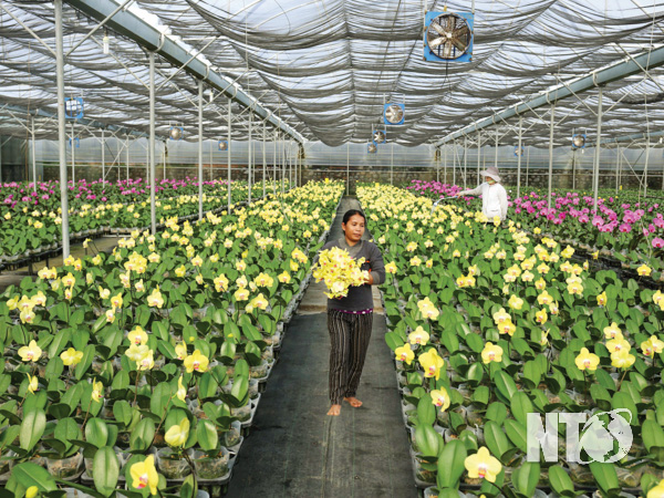 Ninh Thuận: Ninh Sơn phát triển nông nghiệp công nghệ cao