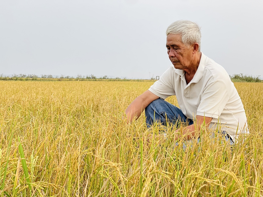 Nơi khởi xướng phong trào trồng lúa 2 vụ ảnh 2