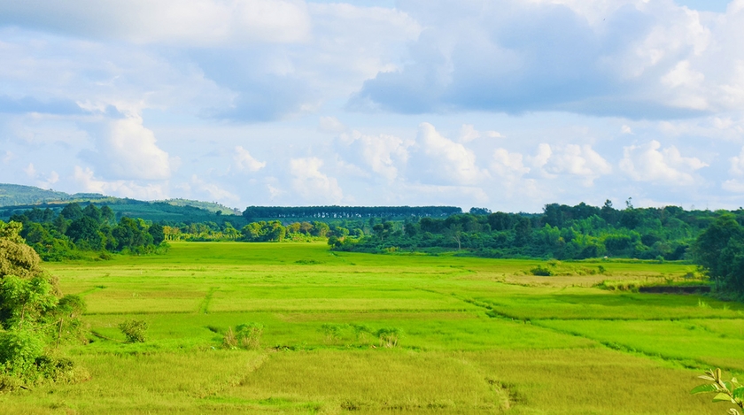 Nơi khởi xướng phong trào trồng lúa 2 vụ ảnh 3