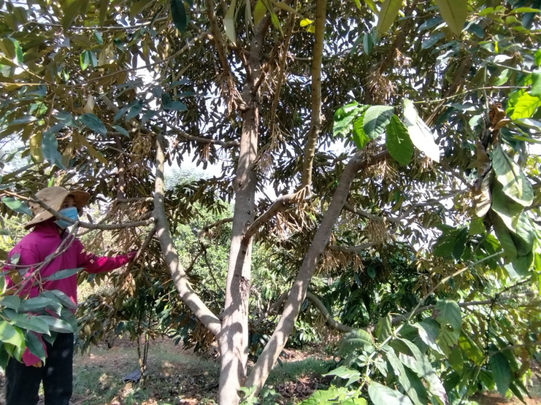 Đắk Lắk: Kỹ thuật chăm sóc sầu riêng giai đoạn xổ nhụy, làm quả Đắk Lắk: Kỹ thuật chăm sóc sầu riêng giai đoạn xổ nhụy, làm quả