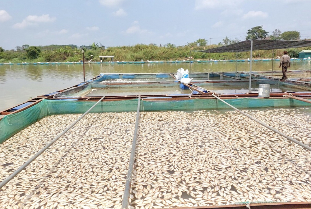 Đắk Lắk: Cá nuôi lồng bè chết trắng sông ở Krông Ana