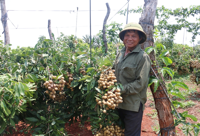 Gia Lai: Nông dân Chư Sê sản xuất gắn với nhu cầu thị trường Nông dân Chư Sê sản xuất gắn với nhu cầu thị trường ảnh 2