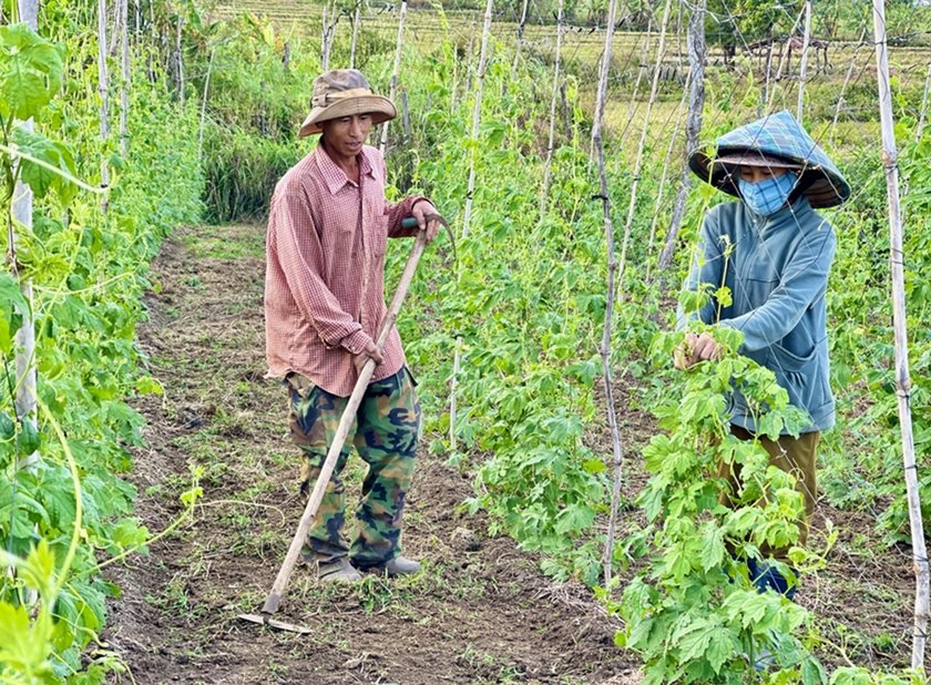 Gia Lai: Nông dân Chư Sê sản xuất gắn với nhu cầu thị trường Nông dân Chư Sê sản xuất gắn với nhu cầu thị trường ảnh 3