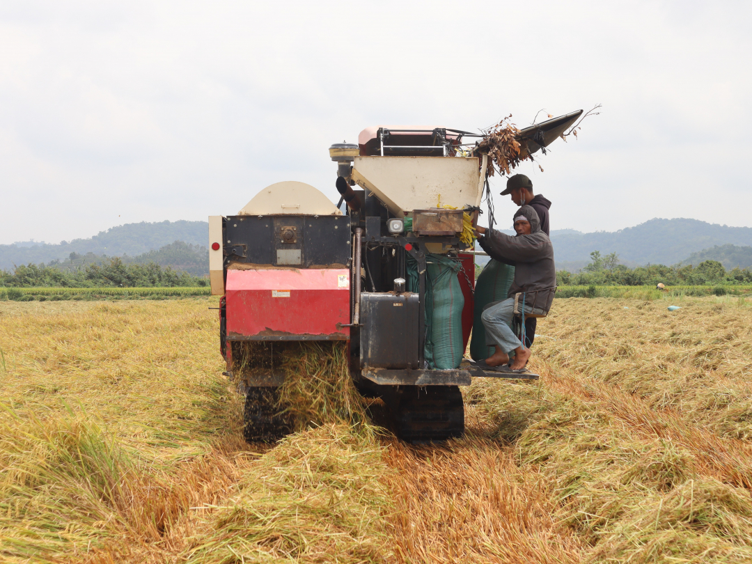 Đắk Lắk: Vựa lúa huyện Lắk bội thu Đắk Lắk: Vựa lúa huyện Lắk bội thu