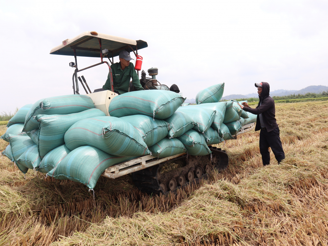 Đắk Lắk: Vựa lúa huyện Lắk bội thu Đắk Lắk: Vựa lúa huyện Lắk bội thu