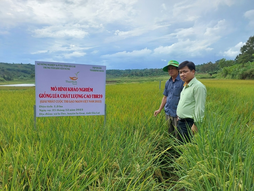 Gia Lai: Hội thảo đầu bờ mô hình sản xuất lúa gạo chất lượng cao Hội thảo đầu bờ mô hình sản xuất lúa gạo chất lượng cao ảnh 1