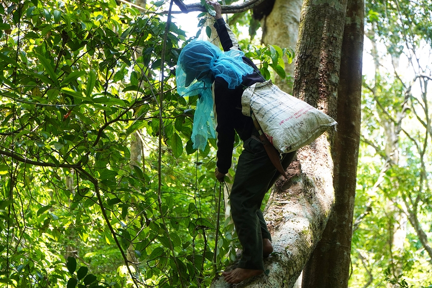 Theo chân những người tìm mật ong rừng  ảnh 1